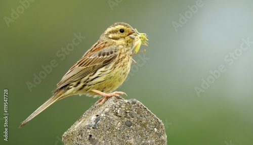 Cirl Bunting