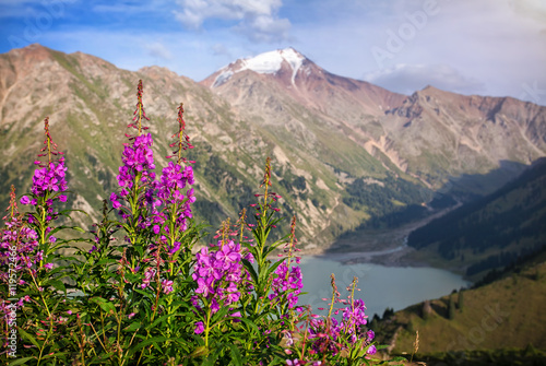 Snowy mountains and pink flowers
