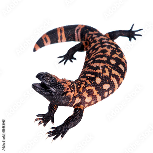 Gila Monster isolated on white