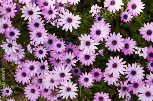 gazania longiscapa blossom