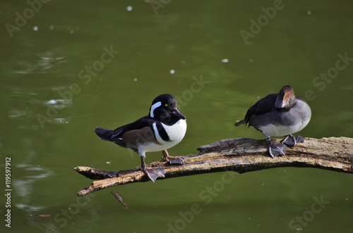 oiseaux palmipèdes