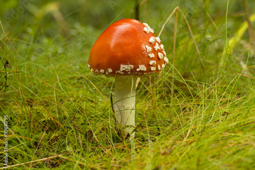 closeup of fly agaric