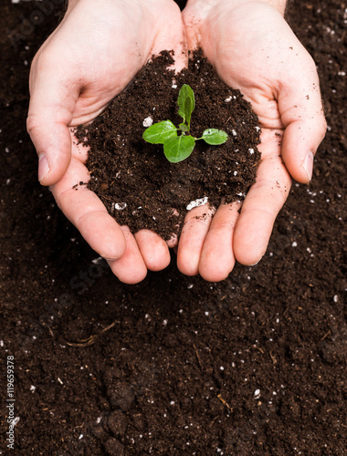 Hands holding sapling in soil surface