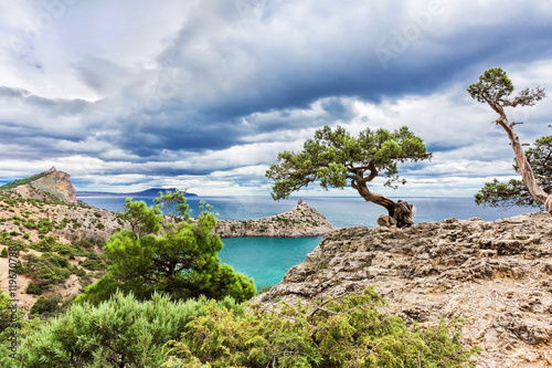 pine on a rock near the sea cloudy day