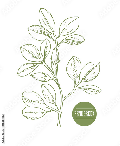 Fenugreek. Shambala. Helba. trigonella foenum-graecum, medicinal plant. Herbs collection. handmade. vector