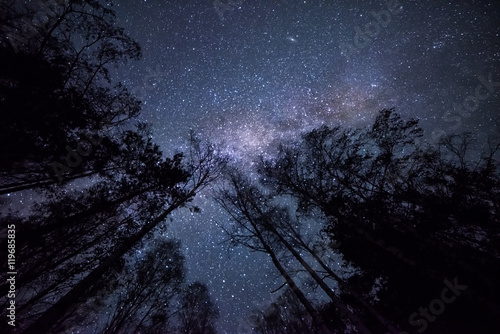 Night fotografiya- starry sky, the Milky Way and the dark crowns of trees tending upwards, into the sky. sky Night landscape 