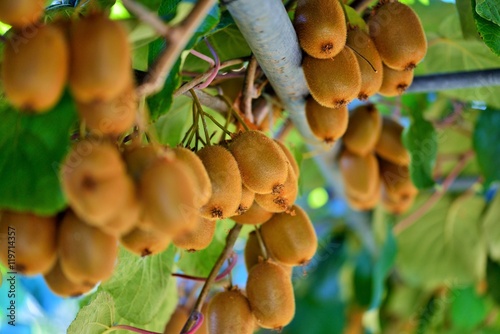 Kiwi vine. The kiwifruit, native to northern China, was first brought to and cultivated in New Zealand at the turn of the 20th century and was then known as the Chinese Gooseberry