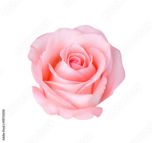 Pink rose isolated on white background, soft focus.