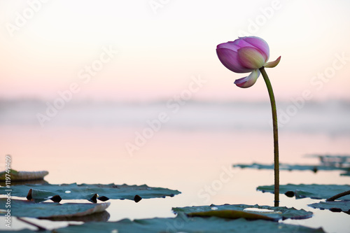 Lotus flower on the sunset