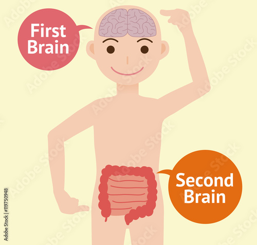 human brain and guts, second brain, vector illustration