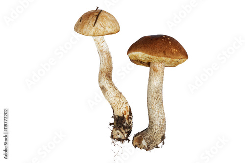 Boletus mushrooms isolated
