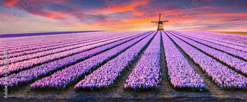 Dramatic spring scene on the flowers farm.