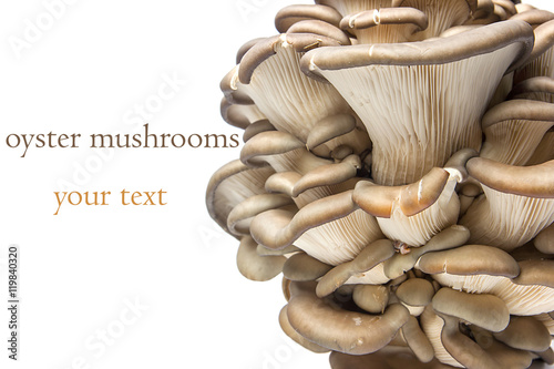 Oyster mushrooms on a white background with copy space