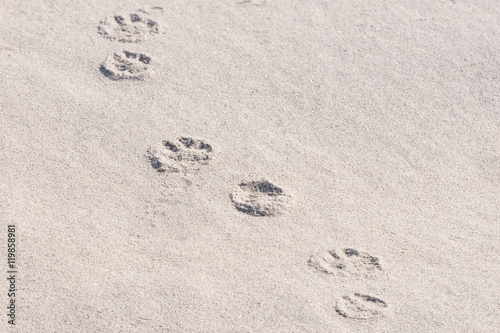 Dog paw prints in sand