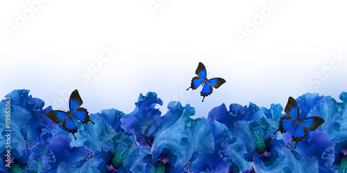 .Amazing background fresh iris flowers with water drops and butterflies