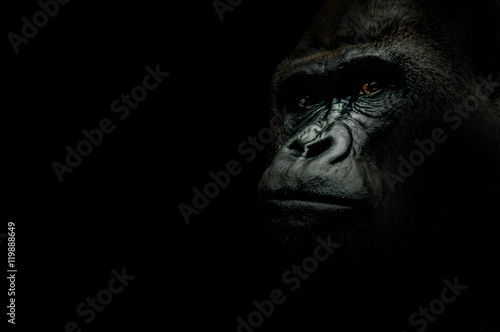 Portrait of a Gorilla isolated on black