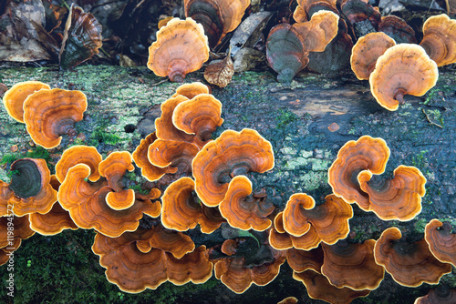 Turkey tail tree fungus on a rotted fallen tree