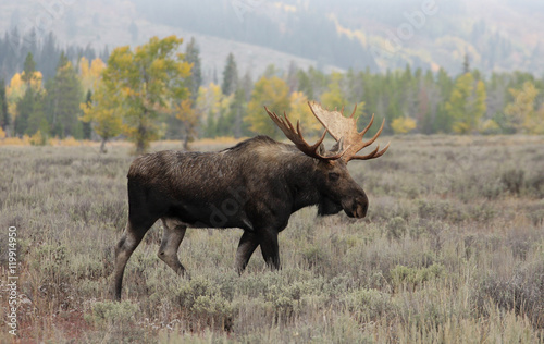 Bull Moose