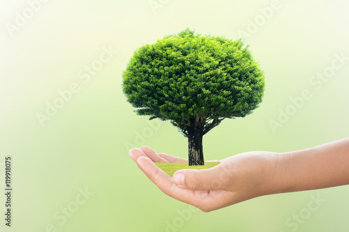 We love the world of ideas, man planted a tree in the hands.Background green grass