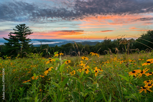 Black Eyed Susan Flowers at Sunset