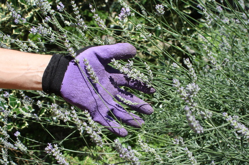 Italy, garda lake. lavender harvest