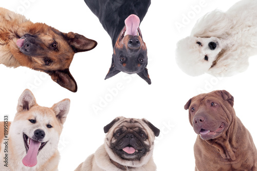 group of dogs of different breeds isolated on white