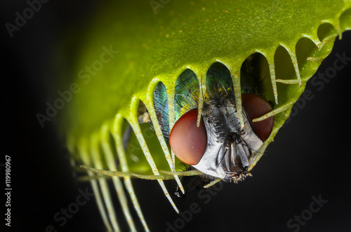 Venus flytrap - dionaea muscipula with trapped fly