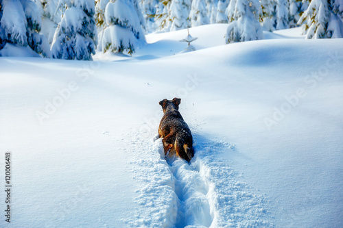 Dog in mountain winter landscape and snow covered trees.