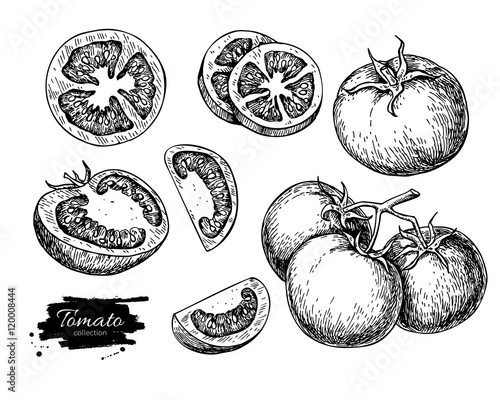 Tomato vector drawing set. Isolated tomato, sliced piece vegetab