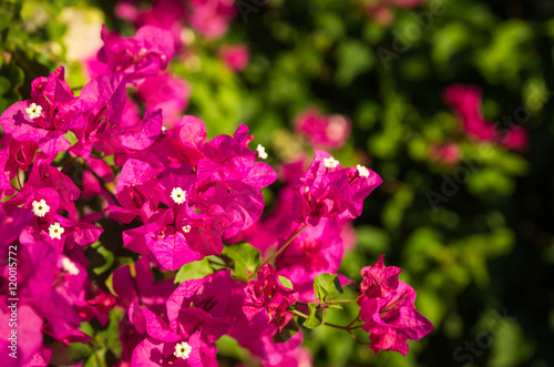 Pink and purple blooming bougainvillea in Greece