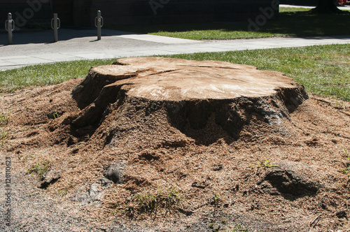 Freshly cut trunk with sawdust of big tree in park