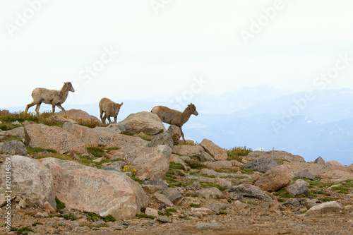 Bighorn Sheep on Mount Evans Colorado