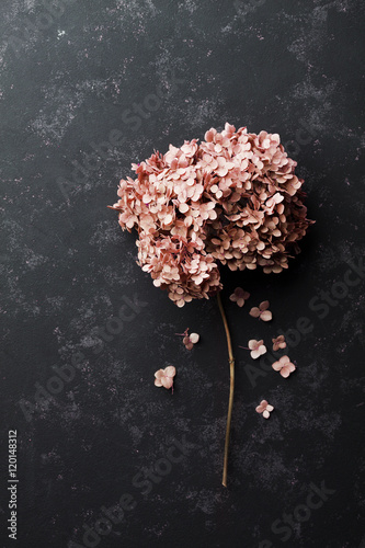 Dried flowers hydrangea on black vintage table top view. Flat lay styling.