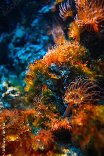 Podwodny tropikalny świat w niezwykłych kolorach