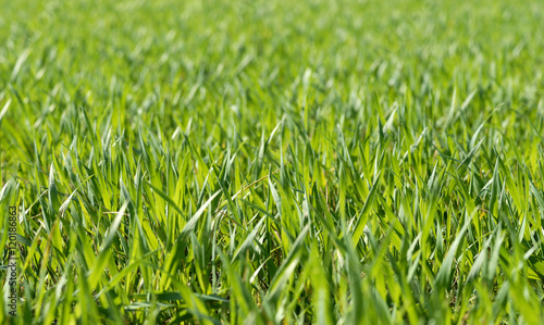 Green grass fields suitable for backgrounds or wallpapers, natural seasonal landscape.