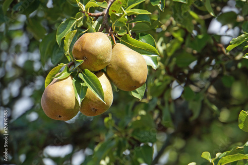 reife Birnen am Baum