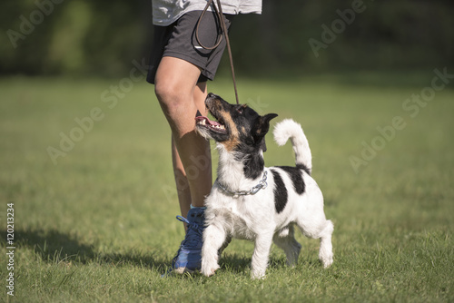 perfect footwork with a small dog - jack russell terrier