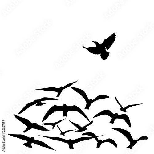 group of flying seagull birds