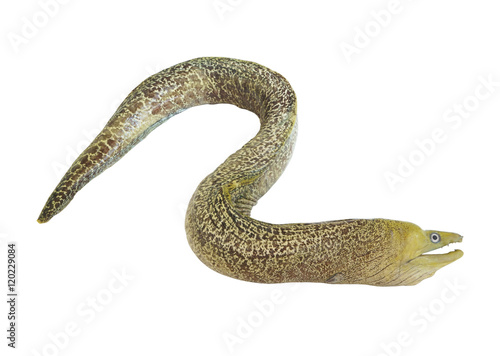 Moray eel fish isolated on white background