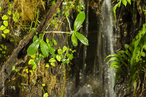 Green leaves of jungle waterfall.