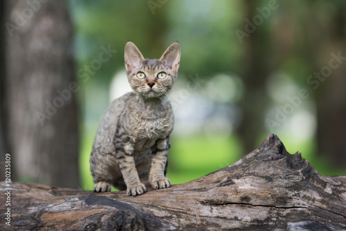 tabby devon rex kitten outdoors