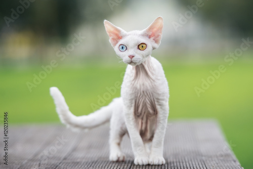 white devon rex cat with different color eyes outdoors