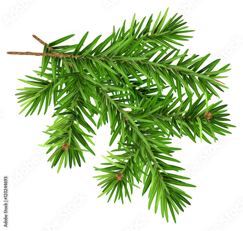 Green fluffy fir branch