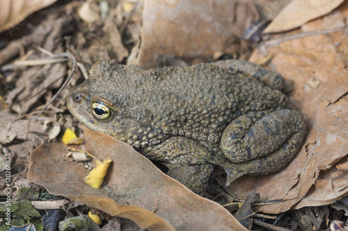 Andean toad (Rhinella spinulosa Wiegmann, 1834) is sitting on dry leaves