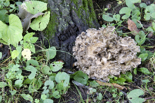 Miatake , Hen of the woods mushrooms