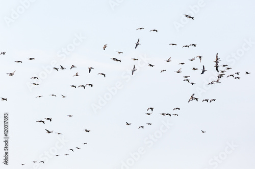 Greylag geese Bird migration in autumn