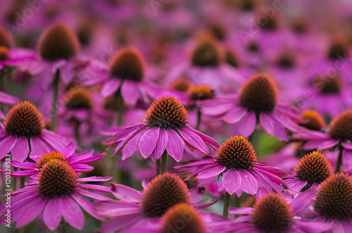 Close up of coneflowers in field