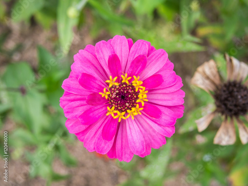 Close up of the beautiful chrysanthemum flowers