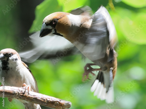 Flying Hawfinch and perching Tree Sparrow among green leaves