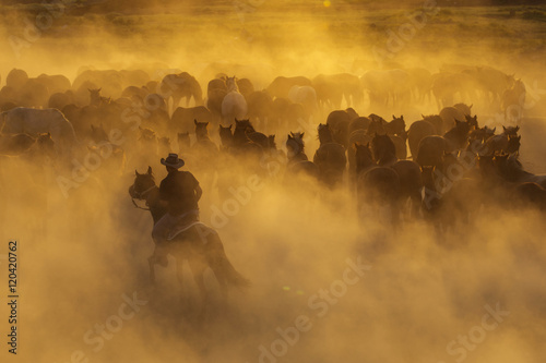 Western cowboys riding horses, roping wild horses..